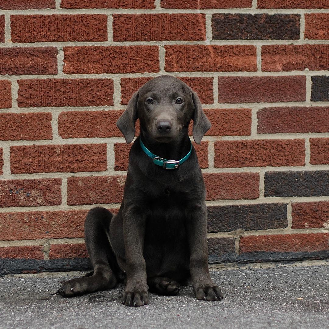 puppy, for, sale, Labrador Retriever, Marvin  S. Stoltzfus, dog, breeder, New Holland, PA, dog-breeder, puppy-for-sale, forsale, nearby, find, puppyfind, locator, puppylocator, aca