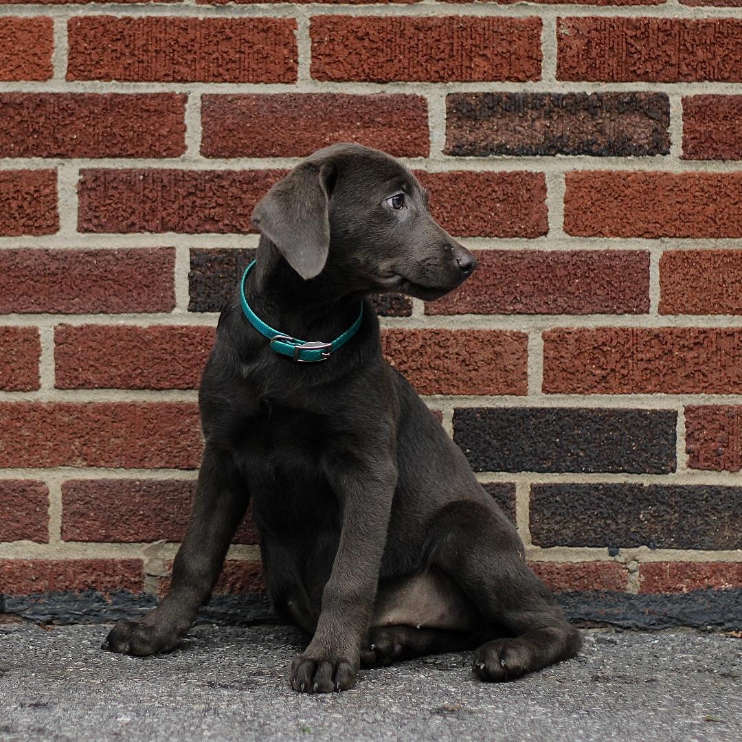 puppy, for, sale, Labrador Retriever, Marvin  S. Stoltzfus, dog, breeder, New Holland, PA, dog-breeder, puppy-for-sale, forsale, nearby, find, puppyfind, locator, puppylocator, aca