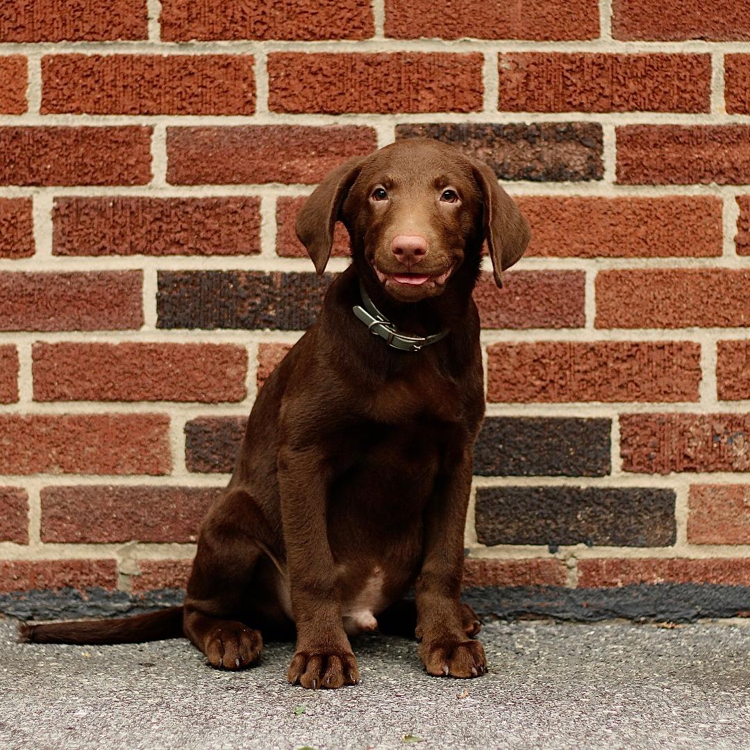 puppy, for, sale, Labrador Retriever, Marvin  S. Stoltzfus, dog, breeder, New Holland, PA, dog-breeder, puppy-for-sale, forsale, nearby, find, puppyfind, locator, puppylocator, aca