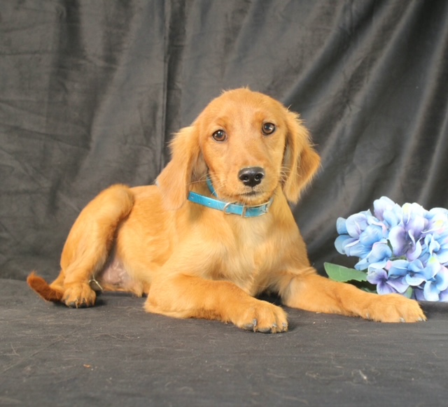 puppy, for, sale, Miniature Golden Retriever, Ivan J. Stoltzfus, dog, breeder, Dornsife, PA, dog-breeder, puppy-for-sale, forsale, nearby, find, puppyfind, locator, puppylocator, aca