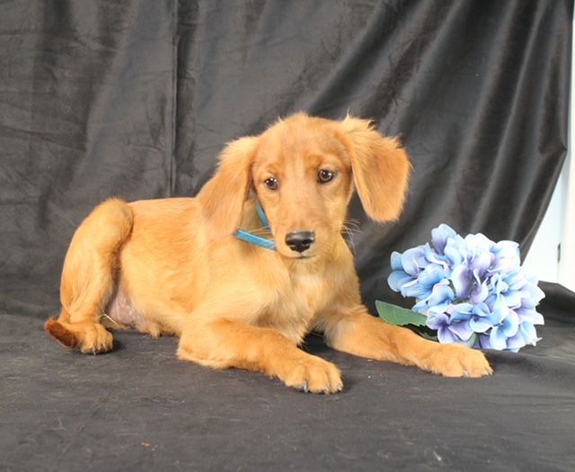 puppy, for, sale, Miniature Golden Retriever, Ivan J. Stoltzfus, dog, breeder, Dornsife, PA, dog-breeder, puppy-for-sale, forsale, nearby, find, puppyfind, locator, puppylocator, aca