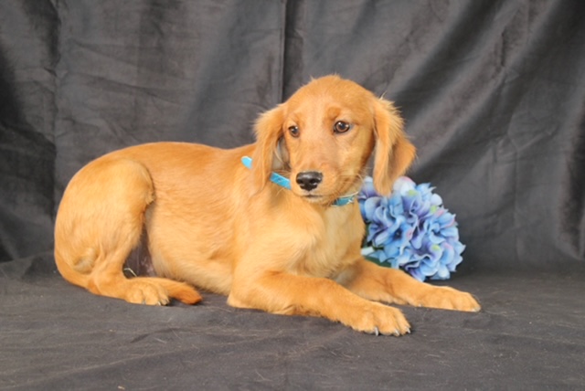 puppy, for, sale, Miniature Golden Retriever, Ivan J. Stoltzfus, dog, breeder, Dornsife, PA, dog-breeder, puppy-for-sale, forsale, nearby, find, puppyfind, locator, puppylocator, aca