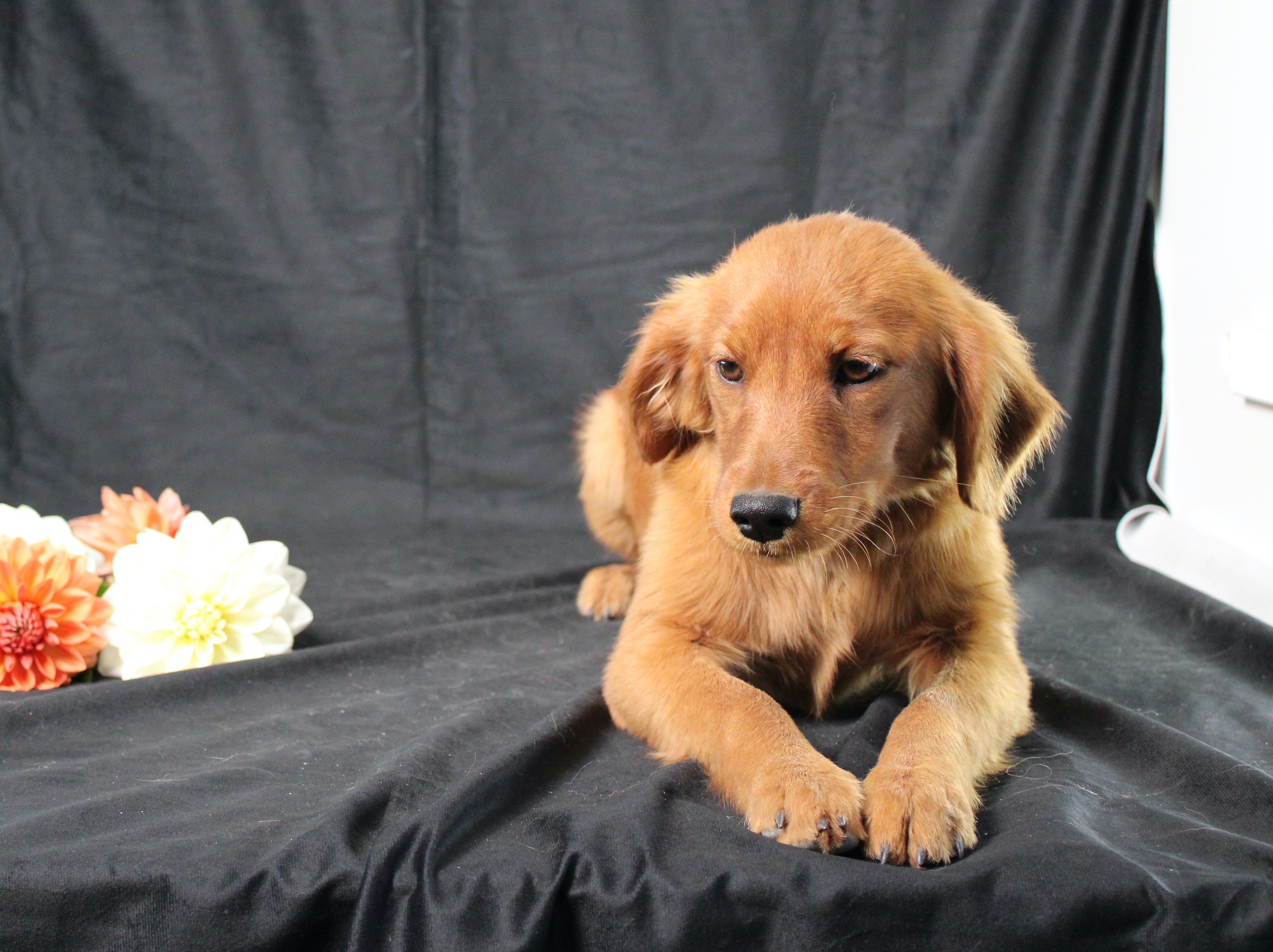 puppy, for, sale, Miniature Golden Retriever, Ivan J. Stoltzfus, dog, breeder, Dornsife, PA, dog-breeder, puppy-for-sale, forsale, nearby, find, puppyfind, locator, puppylocator, aca