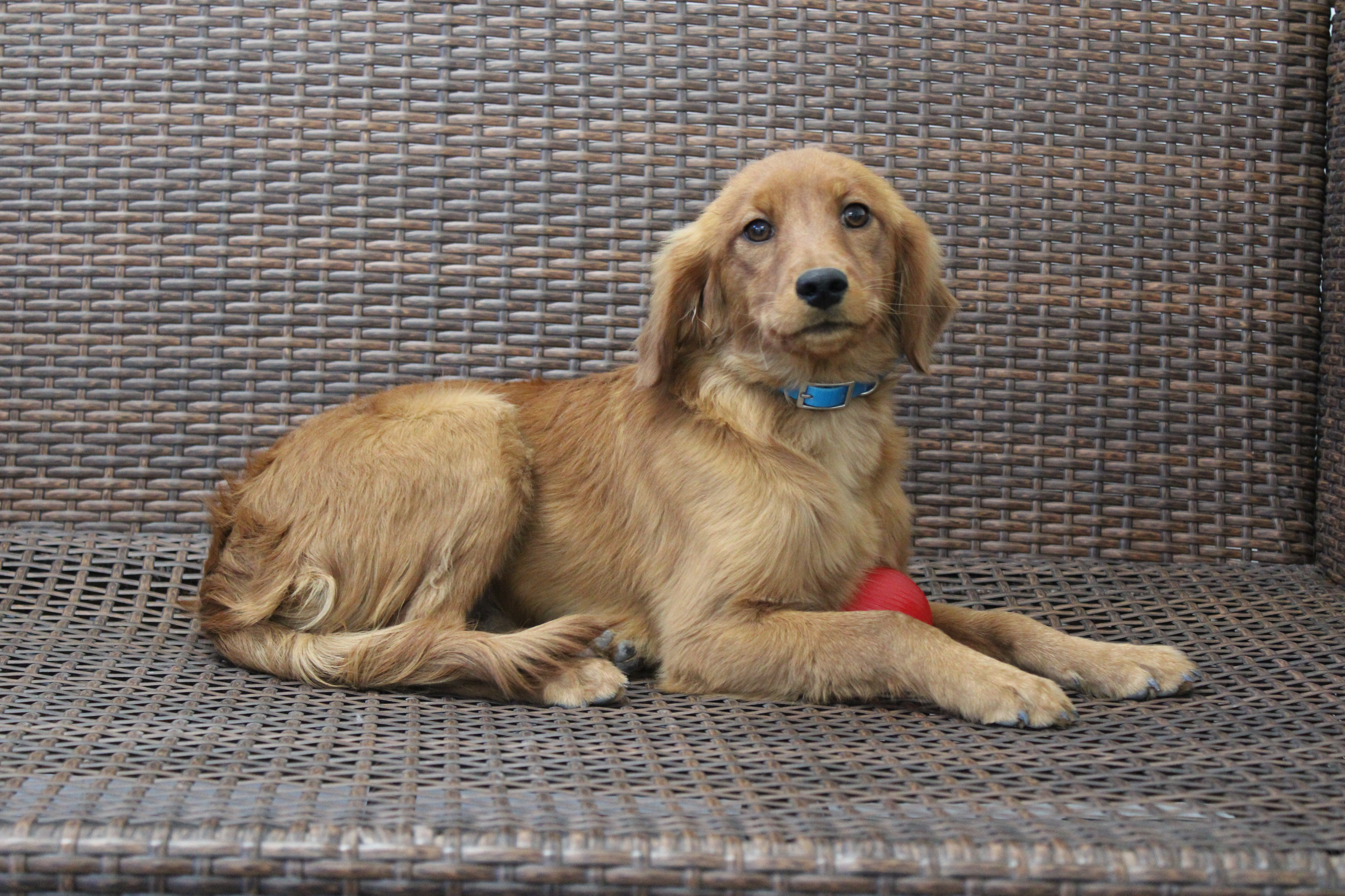 puppy, for, sale, Miniature Golden Retriever, Ivan J. Stoltzfus, dog, breeder, Dornsife, PA, dog-breeder, puppy-for-sale, forsale, nearby, find, puppyfind, locator, puppylocator, aca