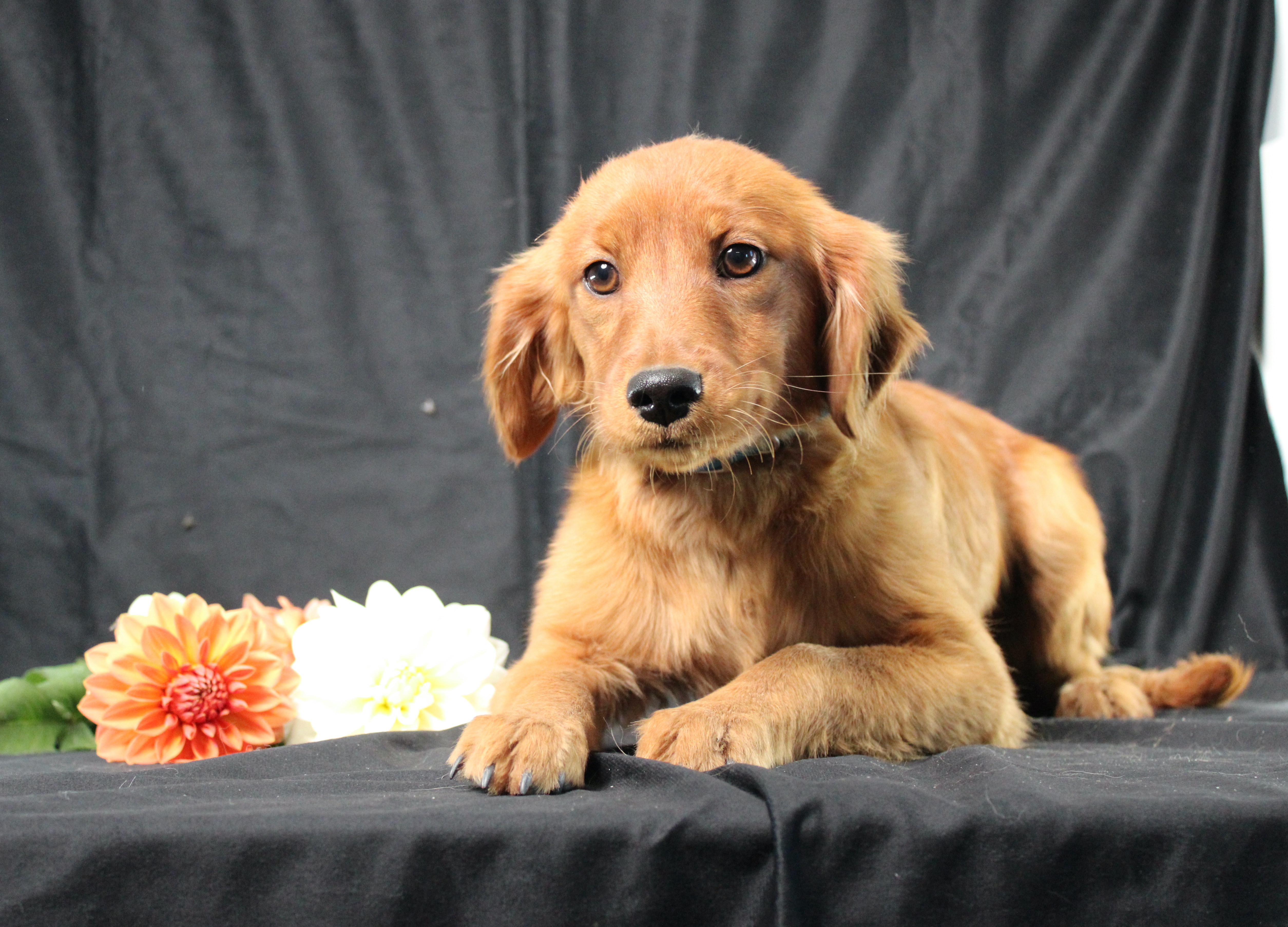 puppy, for, sale, Miniature Golden Retriever, Ivan J. Stoltzfus, dog, breeder, Dornsife, PA, dog-breeder, puppy-for-sale, forsale, nearby, find, puppyfind, locator, puppylocator, aca