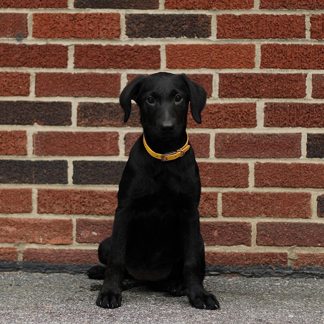 puppy, for, sale, Labrador Retriever, Marvin  S. Stoltzfus, dog, breeder, New Holland, PA, dog-breeder, puppy-for-sale, forsale, nearby, find, puppyfind, locator, puppylocator, aca