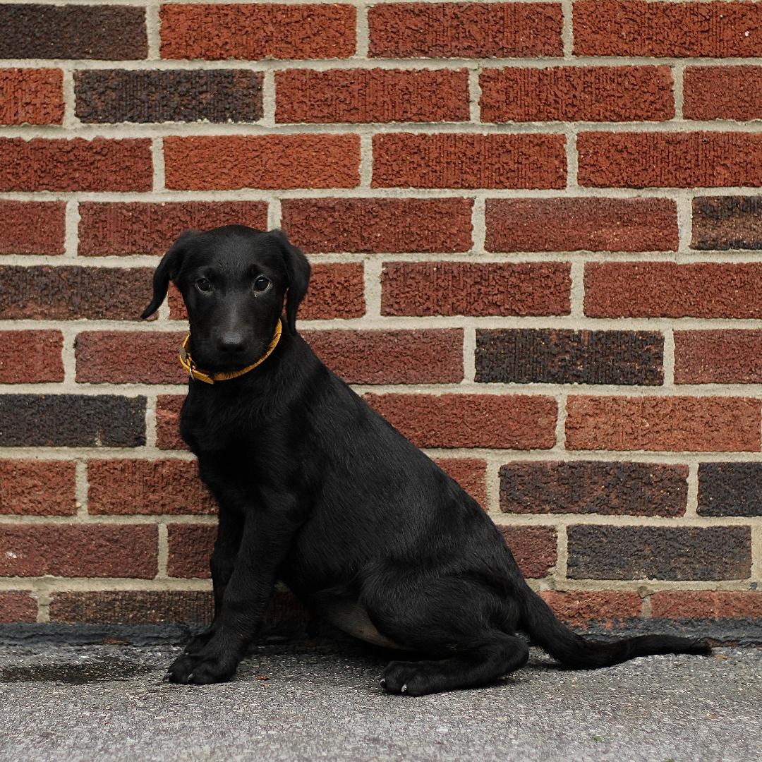 puppy, for, sale, Labrador Retriever, Marvin  S. Stoltzfus, dog, breeder, New Holland, PA, dog-breeder, puppy-for-sale, forsale, nearby, find, puppyfind, locator, puppylocator, aca