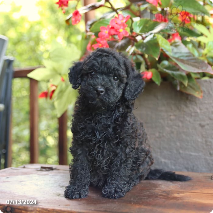 puppy, for, sale, Poodle Mix, John  Lapp, dog, breeder, Millerstown, PA, dog-breeder, puppy-for-sale, forsale, nearby, find, puppyfind, locator, puppylocator, aca