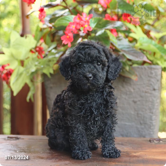 puppy, for, sale, Poodle Mix, John  Lapp, dog, breeder, Millerstown, PA, dog-breeder, puppy-for-sale, forsale, nearby, find, puppyfind, locator, puppylocator, aca