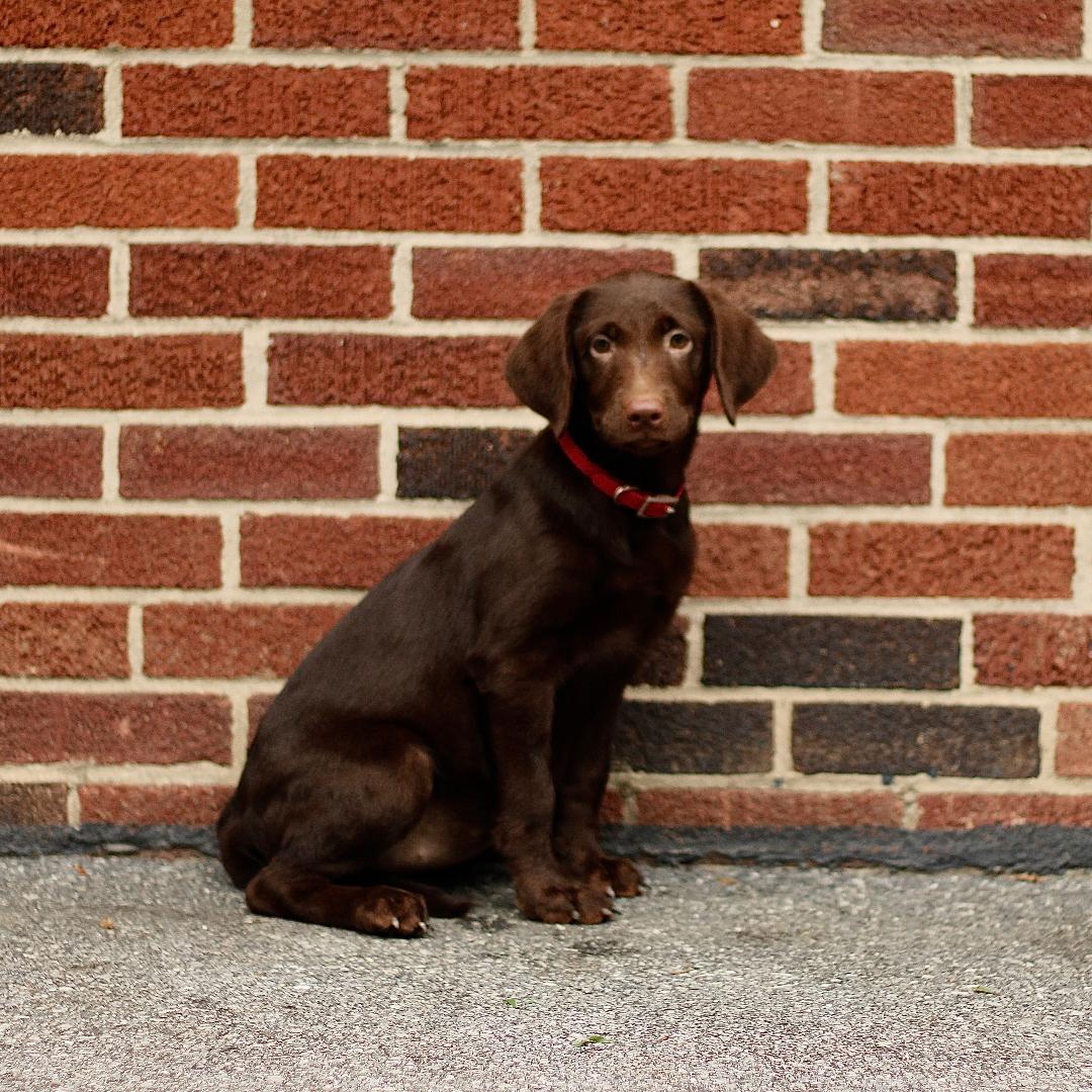 puppy, for, sale, Labrador Retriever, Marvin  S. Stoltzfus, dog, breeder, New Holland, PA, dog-breeder, puppy-for-sale, forsale, nearby, find, puppyfind, locator, puppylocator, aca