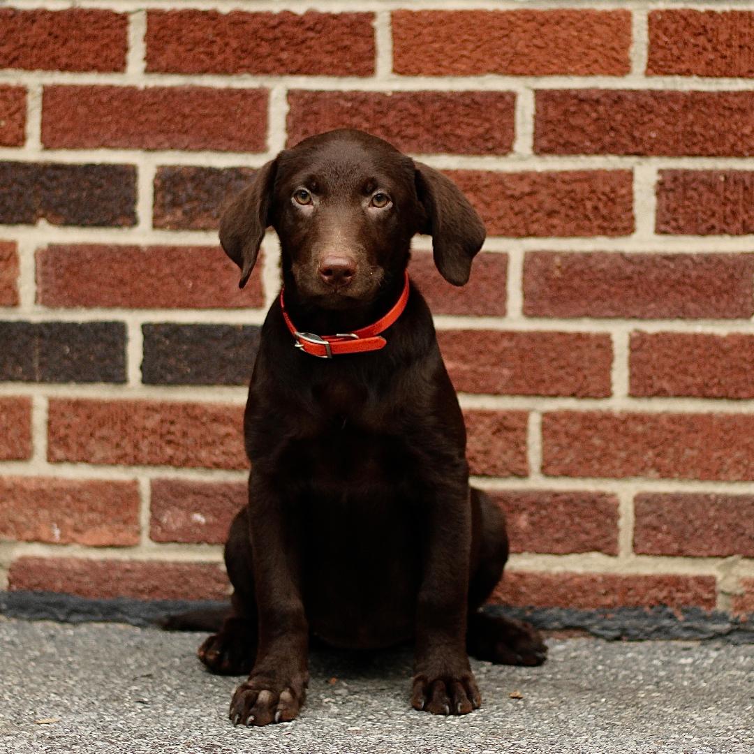 puppy, for, sale, Labrador Retriever, Marvin  S. Stoltzfus, dog, breeder, New Holland, PA, dog-breeder, puppy-for-sale, forsale, nearby, find, puppyfind, locator, puppylocator, aca