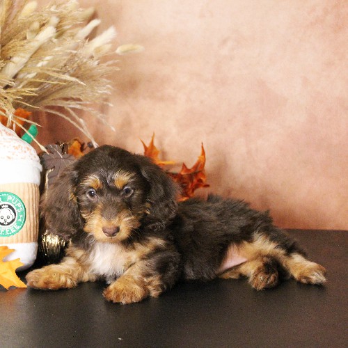 puppy, for, sale, Dachshund, Melvin  King, dog, breeder, Honey Brook, PA, dog-breeder, puppy-for-sale, forsale, nearby, find, puppyfind, locator, puppylocator, aca