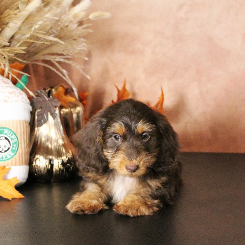 puppy, for, sale, Dachshund, Melvin  King, dog, breeder, Honey Brook, PA, dog-breeder, puppy-for-sale, forsale, nearby, find, puppyfind, locator, puppylocator, aca