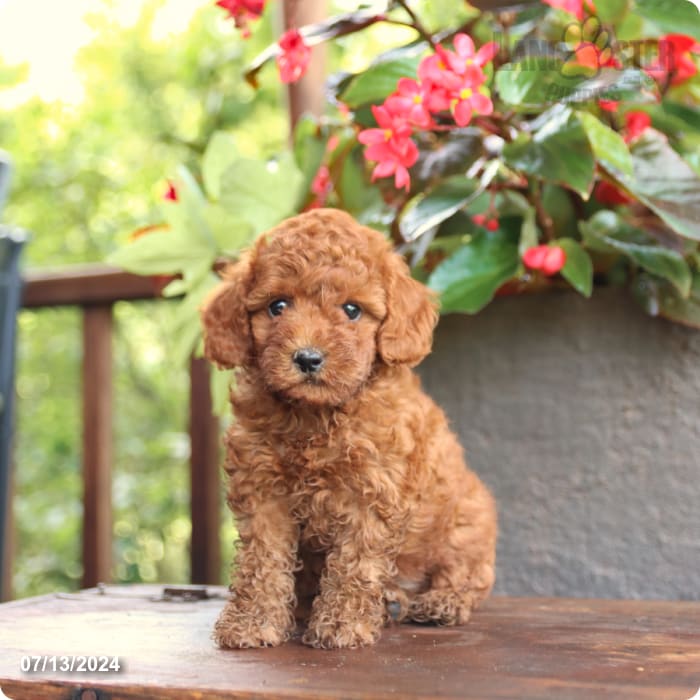 puppy, for, sale, Poodle Mix, John  Lapp, dog, breeder, Millerstown, PA, dog-breeder, puppy-for-sale, forsale, nearby, find, puppyfind, locator, puppylocator, aca