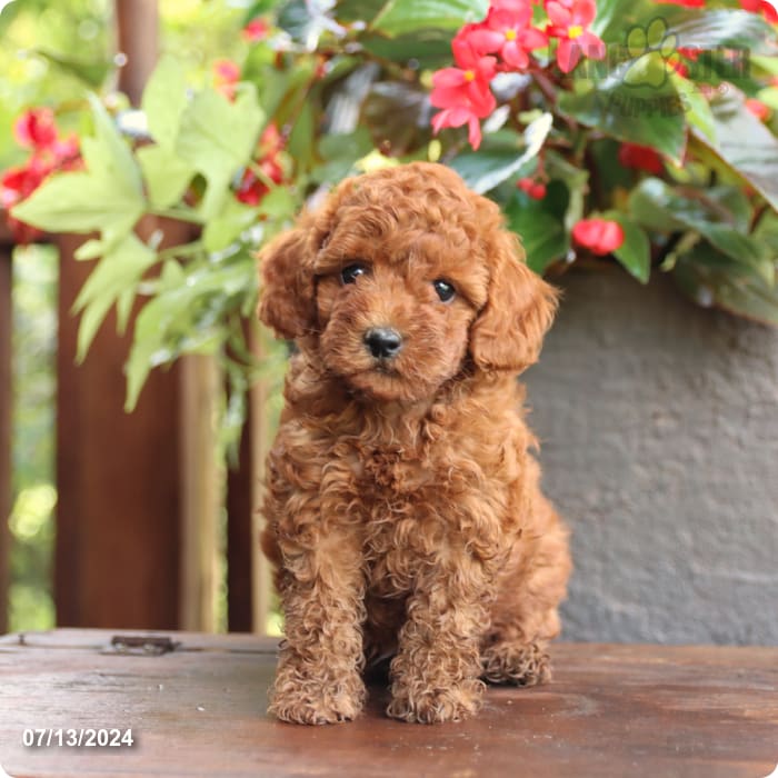 puppy, for, sale, Poodle Mix, John  Lapp, dog, breeder, Millerstown, PA, dog-breeder, puppy-for-sale, forsale, nearby, find, puppyfind, locator, puppylocator, aca