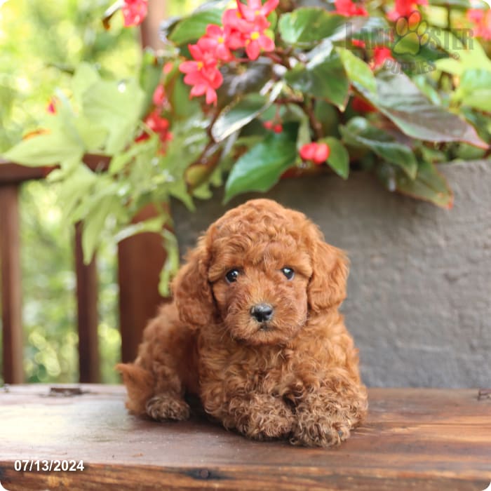 puppy, for, sale, Poodle Mix, John  Lapp, dog, breeder, Millerstown, PA, dog-breeder, puppy-for-sale, forsale, nearby, find, puppyfind, locator, puppylocator, aca