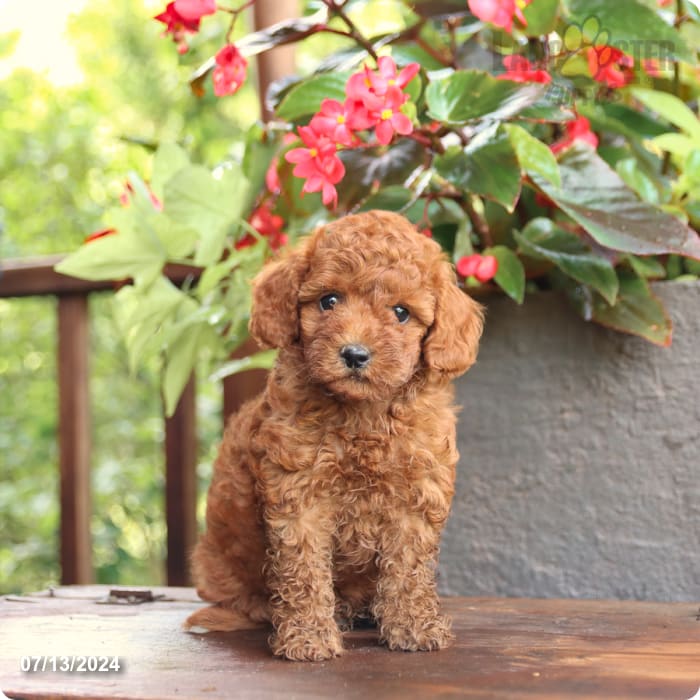 puppy, for, sale, Poodle Mix, John  Lapp, dog, breeder, Millerstown, PA, dog-breeder, puppy-for-sale, forsale, nearby, find, puppyfind, locator, puppylocator, aca