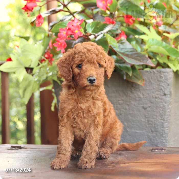 puppy, for, sale, Poodle Mix, John  Lapp, dog, breeder, Millerstown, PA, dog-breeder, puppy-for-sale, forsale, nearby, find, puppyfind, locator, puppylocator, aca