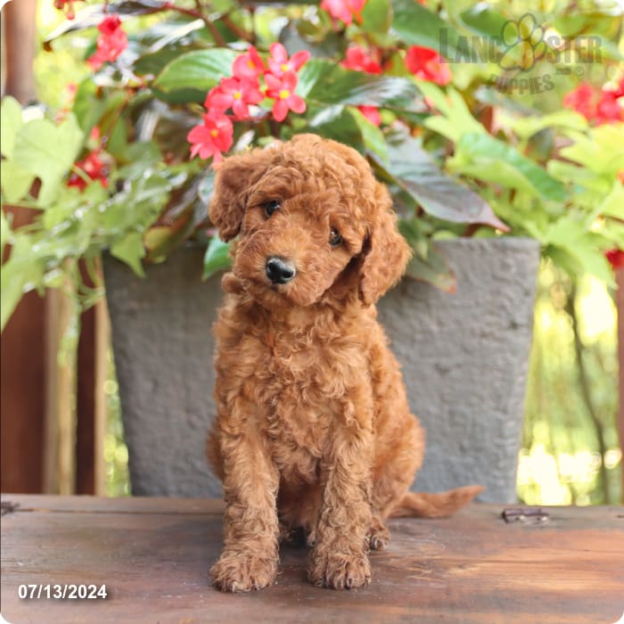 puppy, for, sale, Poodle Mix, John  Lapp, dog, breeder, Millerstown, PA, dog-breeder, puppy-for-sale, forsale, nearby, find, puppyfind, locator, puppylocator, aca