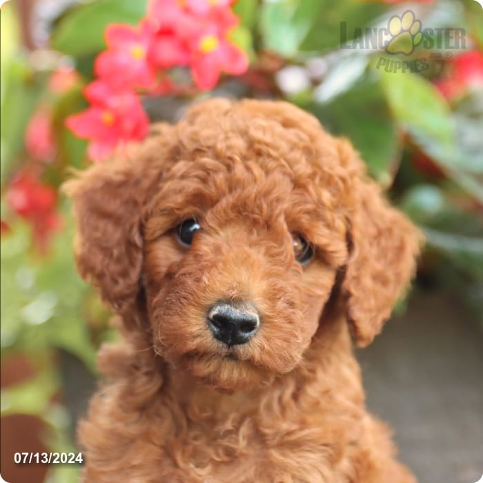 puppy, for, sale, Poodle Mix, John  Lapp, dog, breeder, Millerstown, PA, dog-breeder, puppy-for-sale, forsale, nearby, find, puppyfind, locator, puppylocator, aca