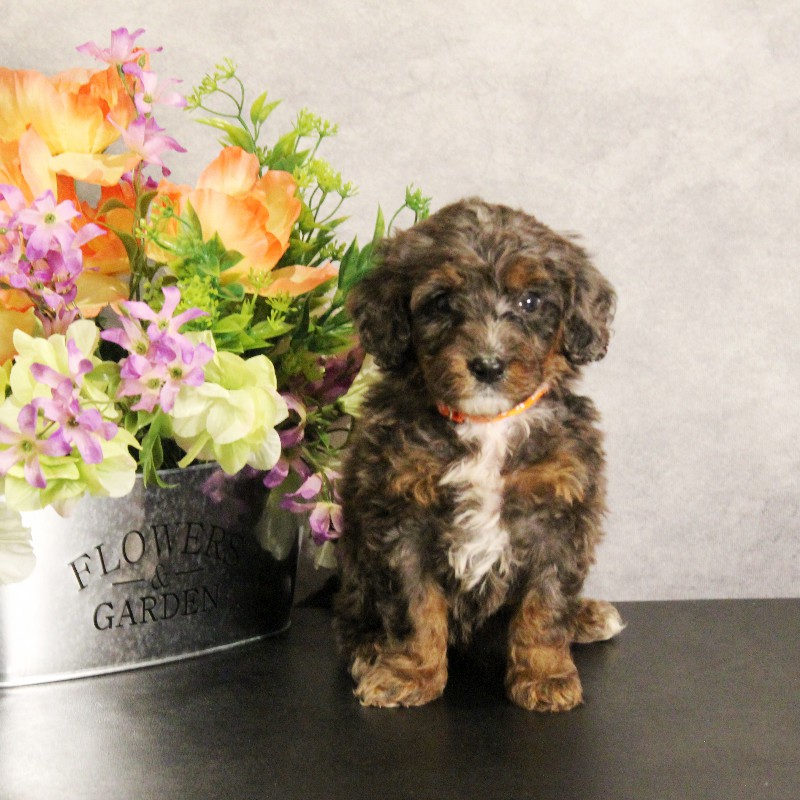 puppy, for, sale, Miniature Bernedoodle, Melvin  Fisher, dog, breeder, Coatesville, PA, dog-breeder, puppy-for-sale, forsale, nearby, find, puppyfind, locator, puppylocator, aca