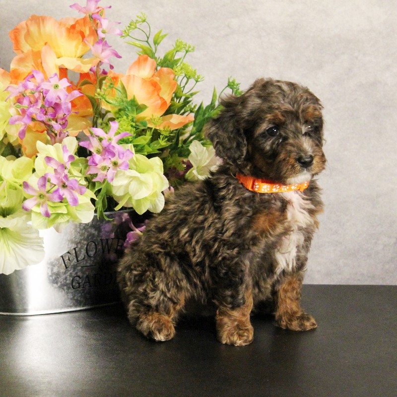 puppy, for, sale, Miniature Bernedoodle, Melvin  Fisher, dog, breeder, Coatesville, PA, dog-breeder, puppy-for-sale, forsale, nearby, find, puppyfind, locator, puppylocator, aca