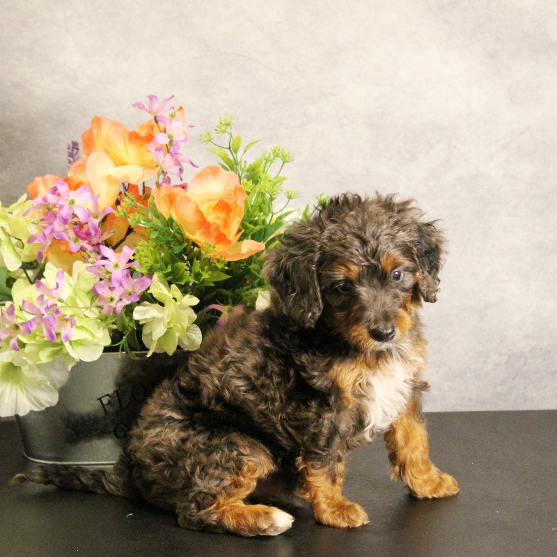 puppy, for, sale, Miniature Bernedoodle, Melvin  Fisher, dog, breeder, Coatesville, PA, dog-breeder, puppy-for-sale, forsale, nearby, find, puppyfind, locator, puppylocator, aca