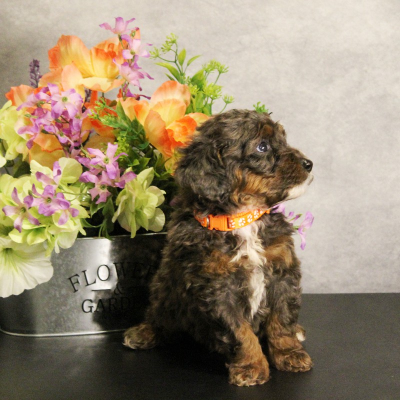 puppy, for, sale, Miniature Bernedoodle, Melvin  Fisher, dog, breeder, Coatesville, PA, dog-breeder, puppy-for-sale, forsale, nearby, find, puppyfind, locator, puppylocator, aca