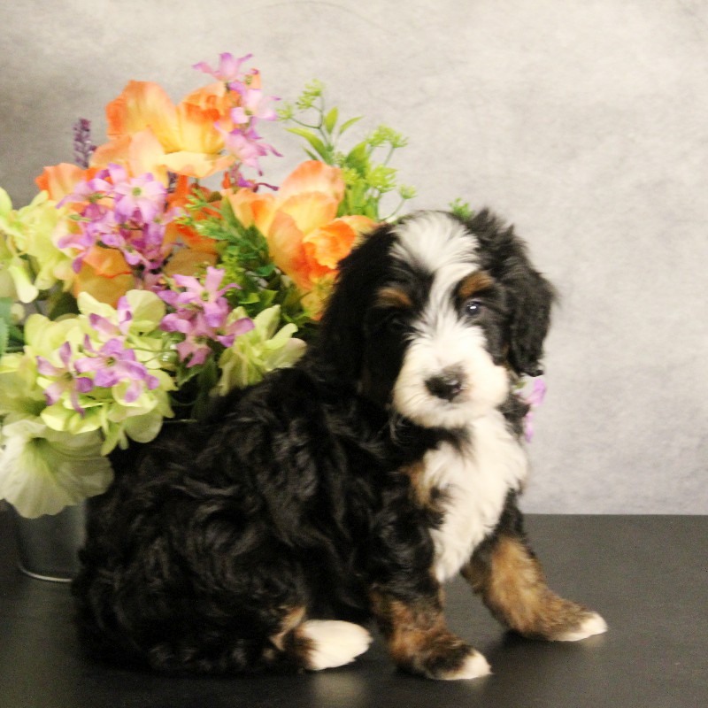 puppy, for, sale, Miniature Bernedoodle, Melvin  Fisher, dog, breeder, Coatesville, PA, dog-breeder, puppy-for-sale, forsale, nearby, find, puppyfind, locator, puppylocator, aca