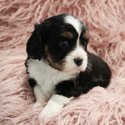 puppy, for, sale, Miniature Bernese Mountain Dog, Melvin  Fisher, dog, breeder, Coatesville, PA, dog-breeder, puppy-for-sale, forsale, nearby, find, puppyfind, locator, puppylocator, aca