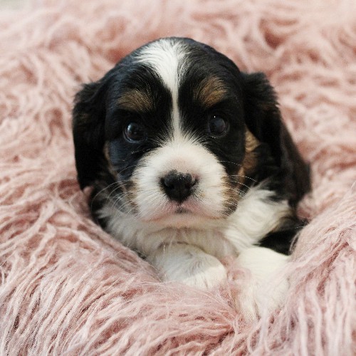 puppy, for, sale, Miniature Bernese Mountain Dog, Melvin  Fisher, dog, breeder, Coatesville, PA, dog-breeder, puppy-for-sale, forsale, nearby, find, puppyfind, locator, puppylocator, aca