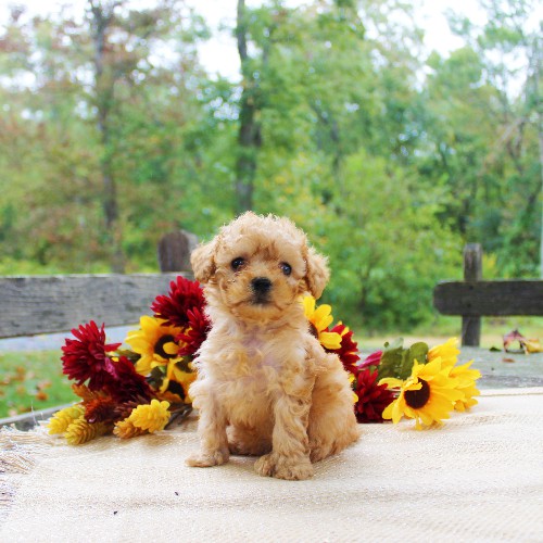 puppy, for, sale, Toy Poodle, Daniel J. Stoltzfoos, dog, breeder, Coatesville, PA, dog-breeder, puppy-for-sale, forsale, nearby, find, puppyfind, locator, puppylocator, aca