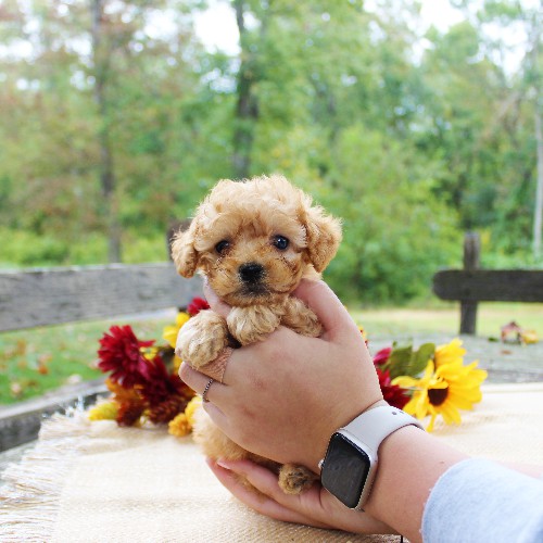 puppy, for, sale, Toy Poodle, Daniel J. Stoltzfoos, dog, breeder, Coatesville, PA, dog-breeder, puppy-for-sale, forsale, nearby, find, puppyfind, locator, puppylocator, aca