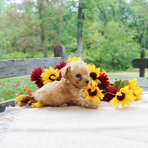 puppy, for, sale, Toy Poodle, Daniel J. Stoltzfoos, dog, breeder, Coatesville, PA, dog-breeder, puppy-for-sale, forsale, nearby, find, puppyfind, locator, puppylocator, aca