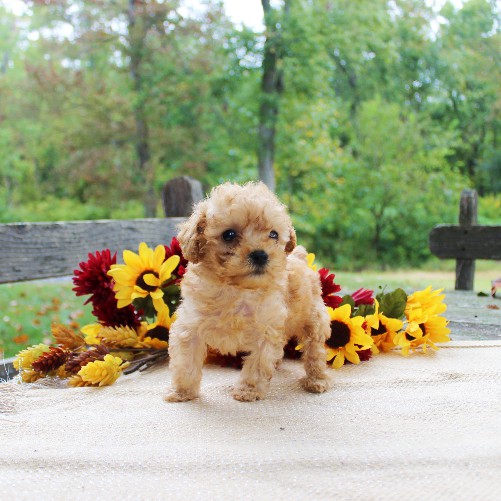 puppy, for, sale, Toy Poodle, Daniel J. Stoltzfoos, dog, breeder, Coatesville, PA, dog-breeder, puppy-for-sale, forsale, nearby, find, puppyfind, locator, puppylocator, aca