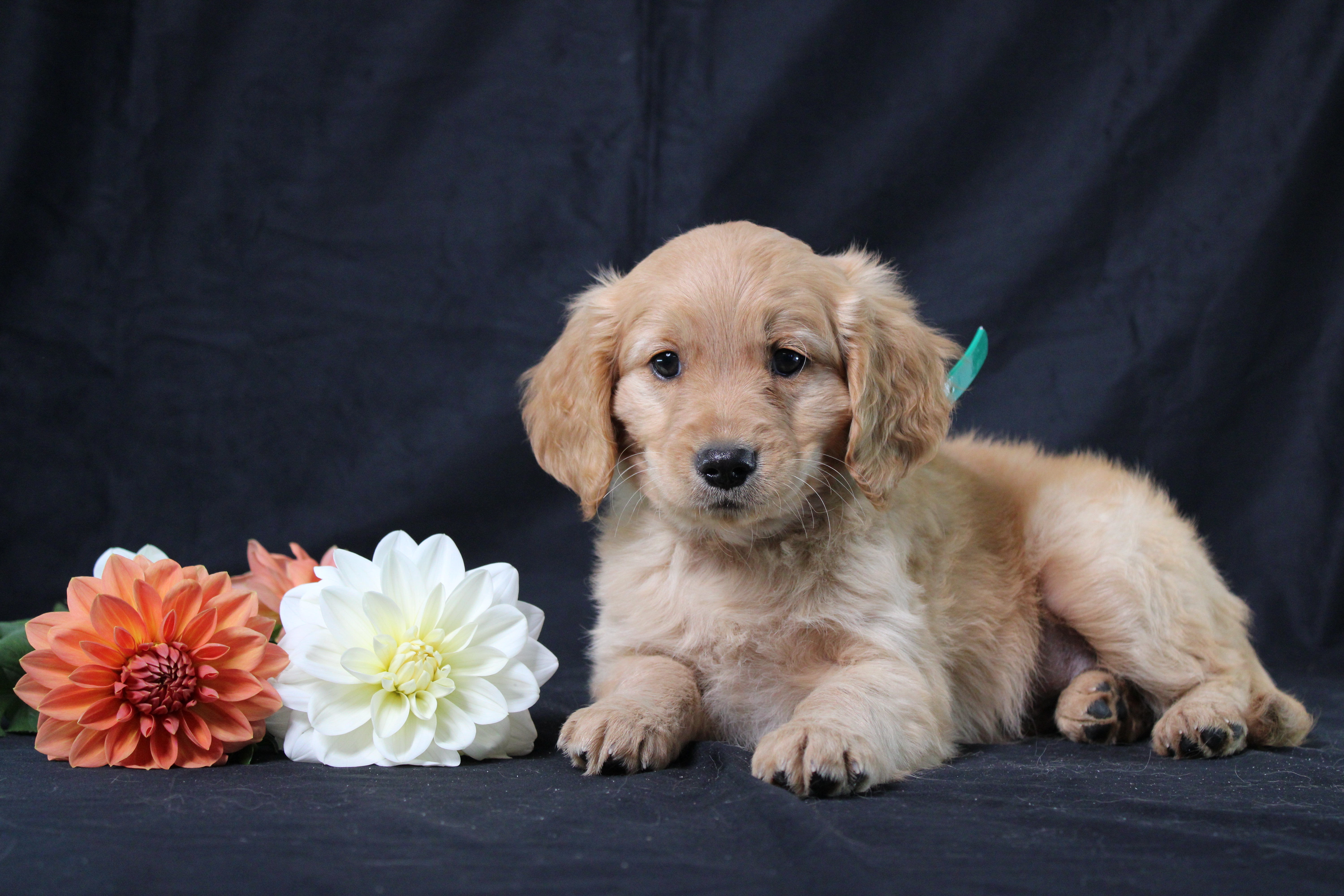 puppy, for, sale, Miniature Golden Retriever, Ivan J. Stoltzfus, dog, breeder, Dornsife, PA, dog-breeder, puppy-for-sale, forsale, nearby, find, puppyfind, locator, puppylocator, aca