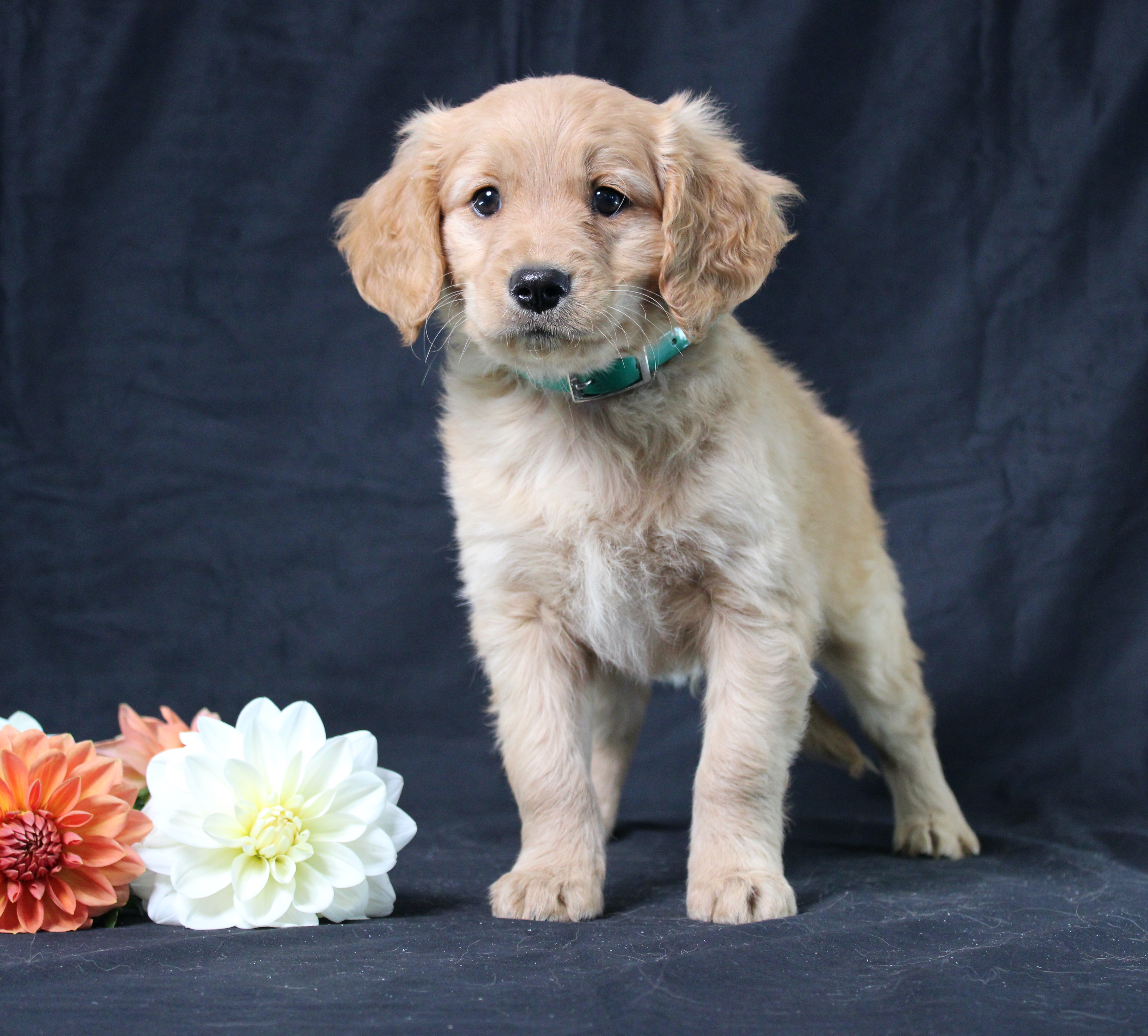 puppy, for, sale, Miniature Golden Retriever, Ivan J. Stoltzfus, dog, breeder, Dornsife, PA, dog-breeder, puppy-for-sale, forsale, nearby, find, puppyfind, locator, puppylocator, aca