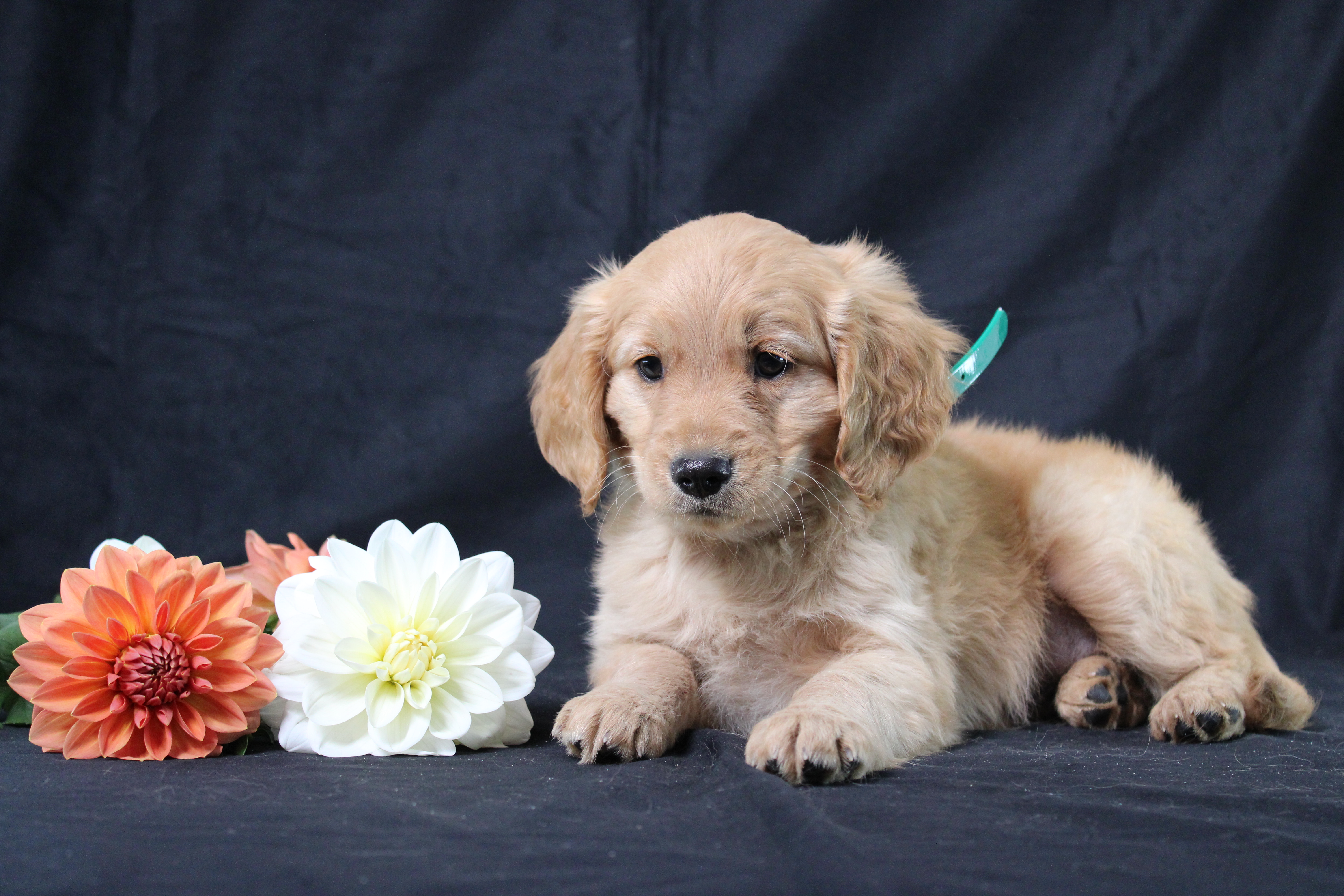 puppy, for, sale, Miniature Golden Retriever, Ivan J. Stoltzfus, dog, breeder, Dornsife, PA, dog-breeder, puppy-for-sale, forsale, nearby, find, puppyfind, locator, puppylocator, aca