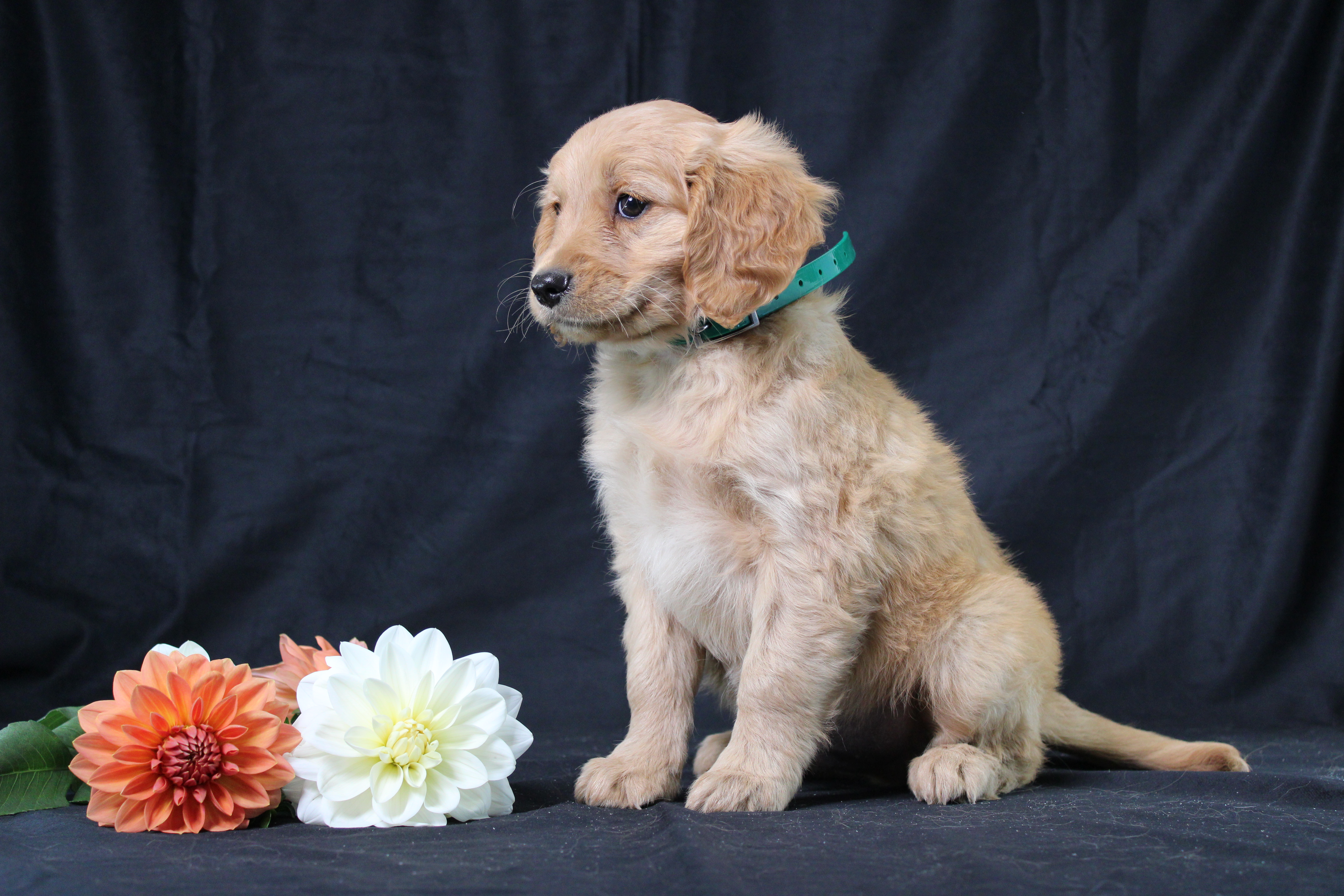 puppy, for, sale, Miniature Golden Retriever, Ivan J. Stoltzfus, dog, breeder, Dornsife, PA, dog-breeder, puppy-for-sale, forsale, nearby, find, puppyfind, locator, puppylocator, aca