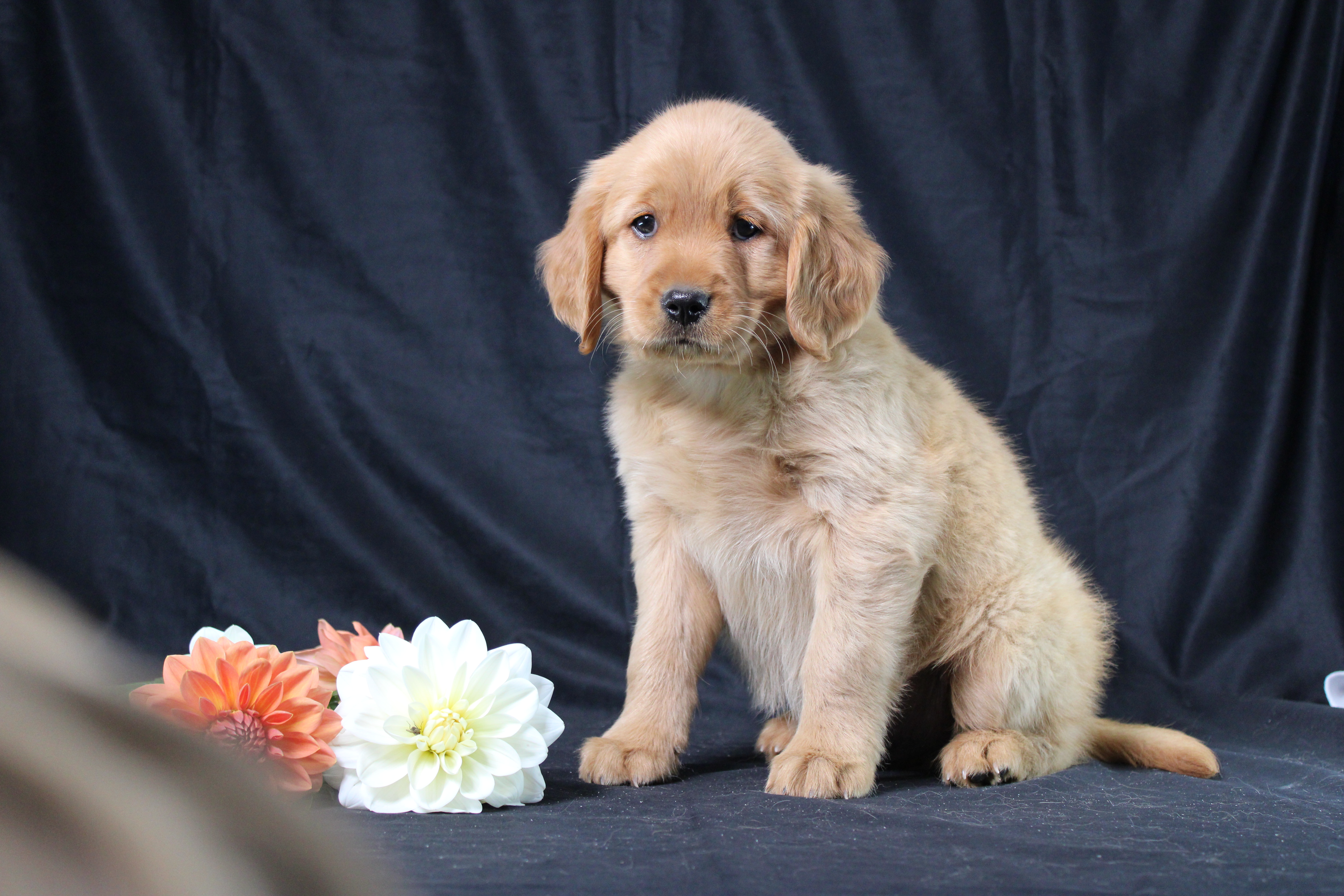 puppy, for, sale, Miniature Golden Retriever, Ivan J. Stoltzfus, dog, breeder, Dornsife, PA, dog-breeder, puppy-for-sale, forsale, nearby, find, puppyfind, locator, puppylocator, aca