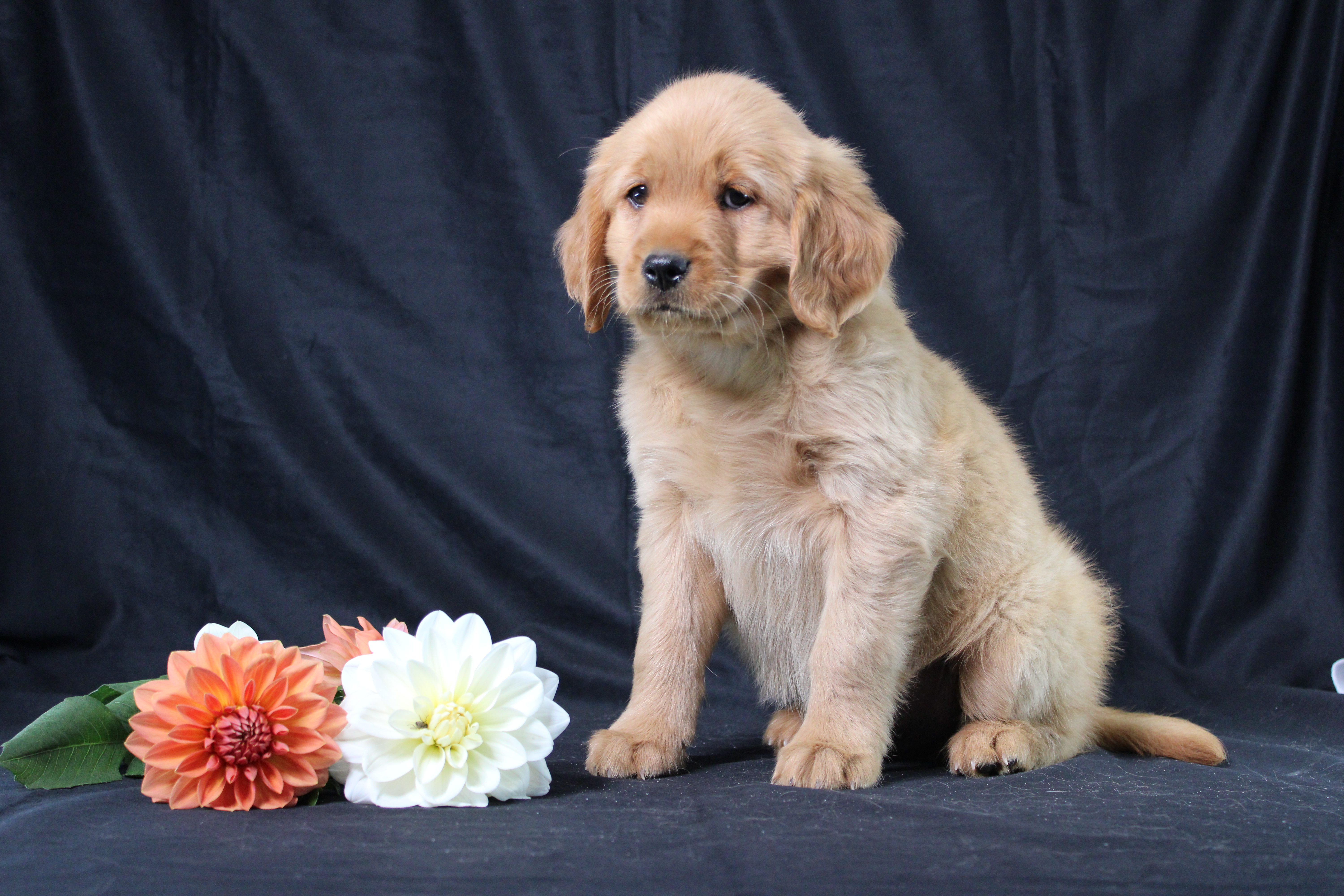 puppy, for, sale, Miniature Golden Retriever, Ivan J. Stoltzfus, dog, breeder, Dornsife, PA, dog-breeder, puppy-for-sale, forsale, nearby, find, puppyfind, locator, puppylocator, aca