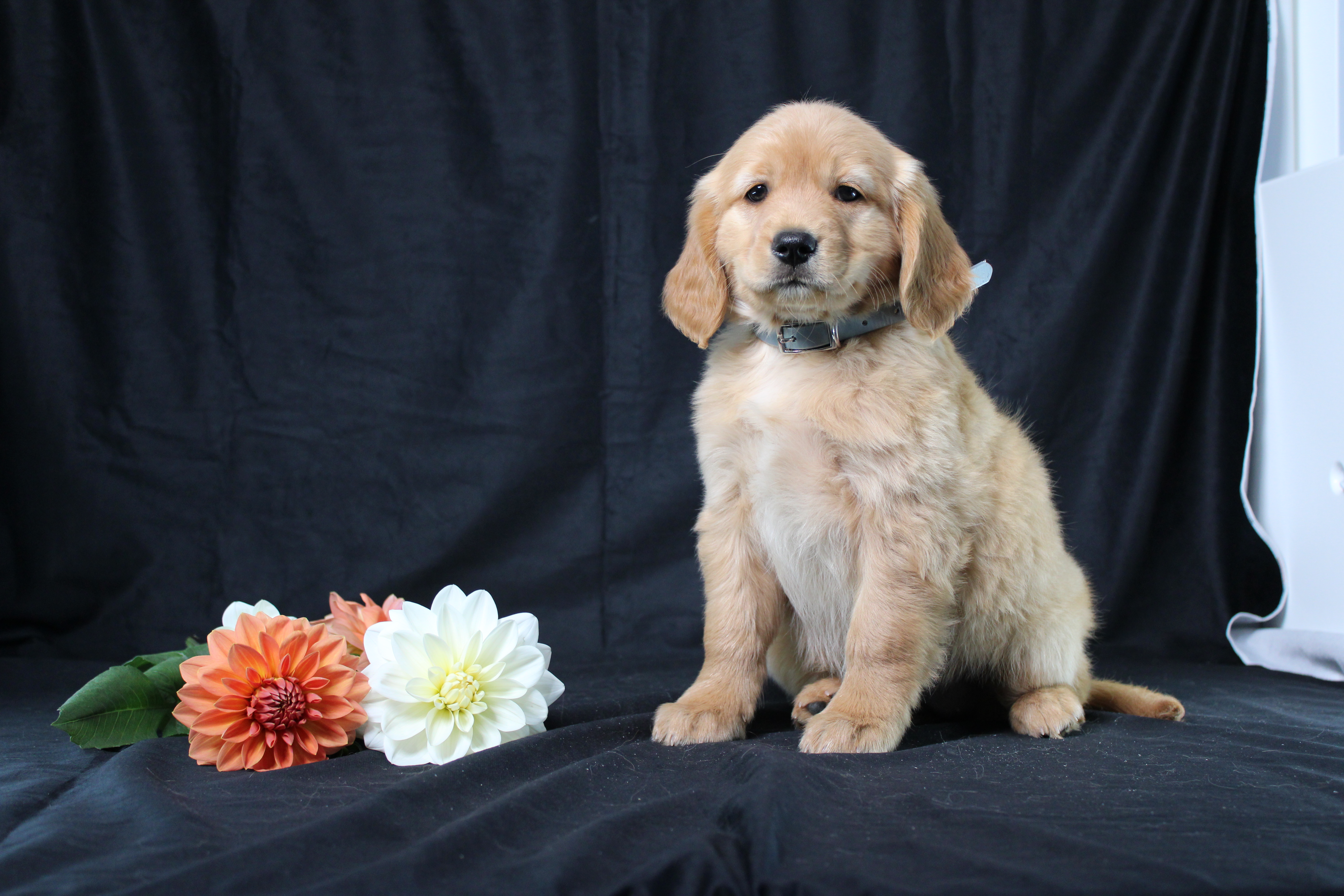 puppy, for, sale, Miniature Golden Retriever, Ivan J. Stoltzfus, dog, breeder, Dornsife, PA, dog-breeder, puppy-for-sale, forsale, nearby, find, puppyfind, locator, puppylocator, aca