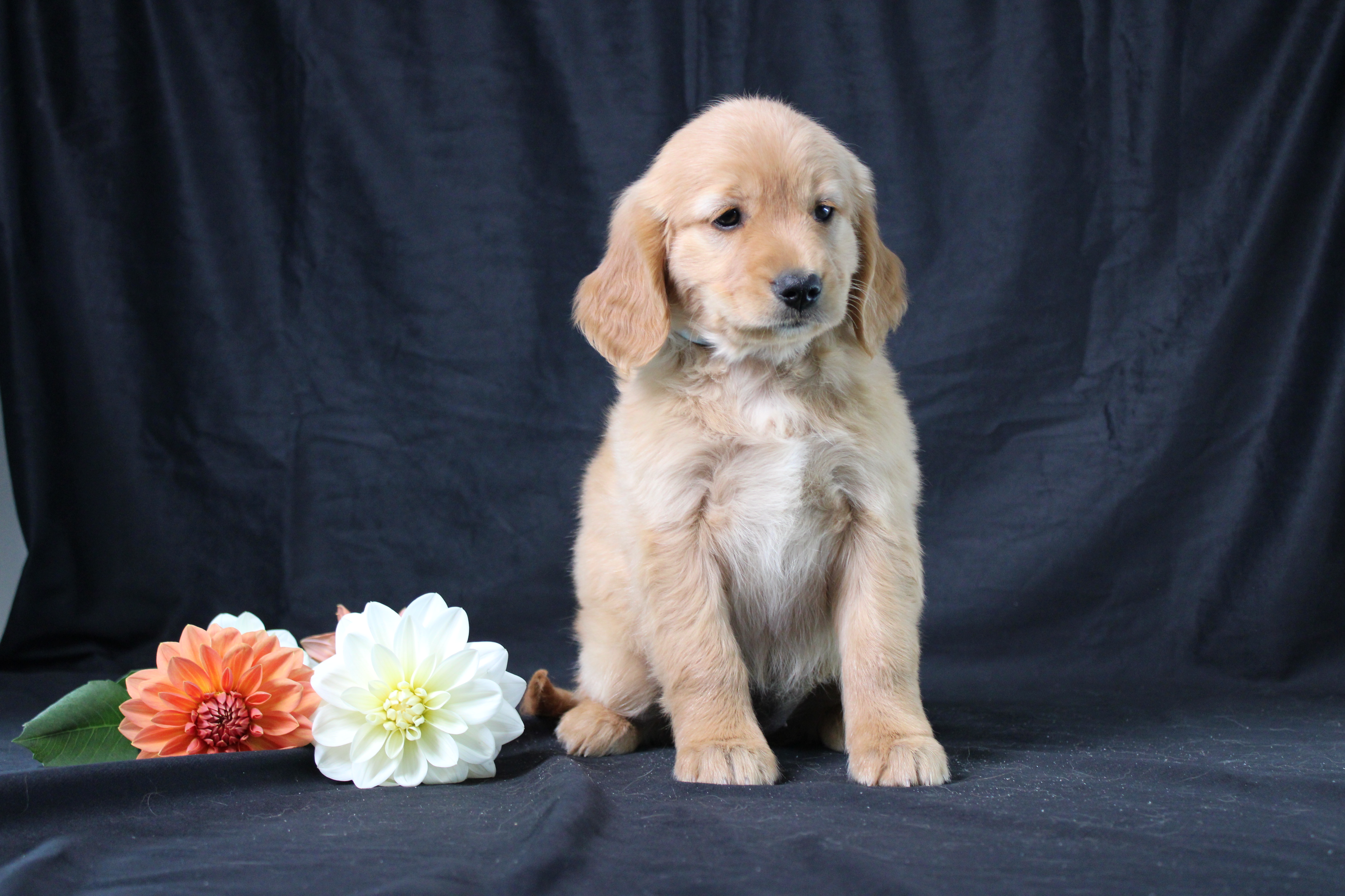 puppy, for, sale, Miniature Golden Retriever, Ivan J. Stoltzfus, dog, breeder, Dornsife, PA, dog-breeder, puppy-for-sale, forsale, nearby, find, puppyfind, locator, puppylocator, aca