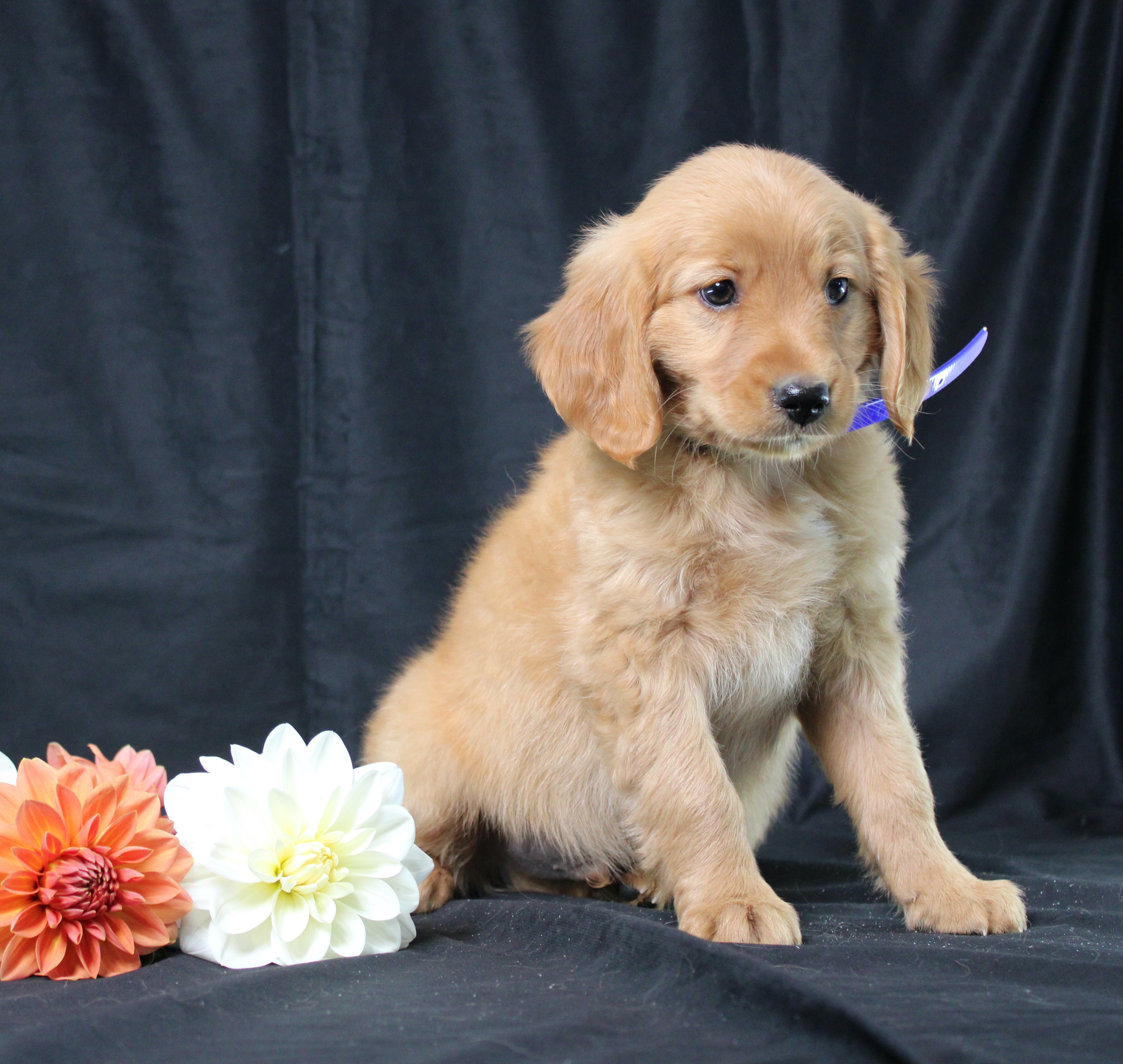 puppy, for, sale, Miniature Golden Retriever, Ivan J. Stoltzfus, dog, breeder, Dornsife, PA, dog-breeder, puppy-for-sale, forsale, nearby, find, puppyfind, locator, puppylocator, aca