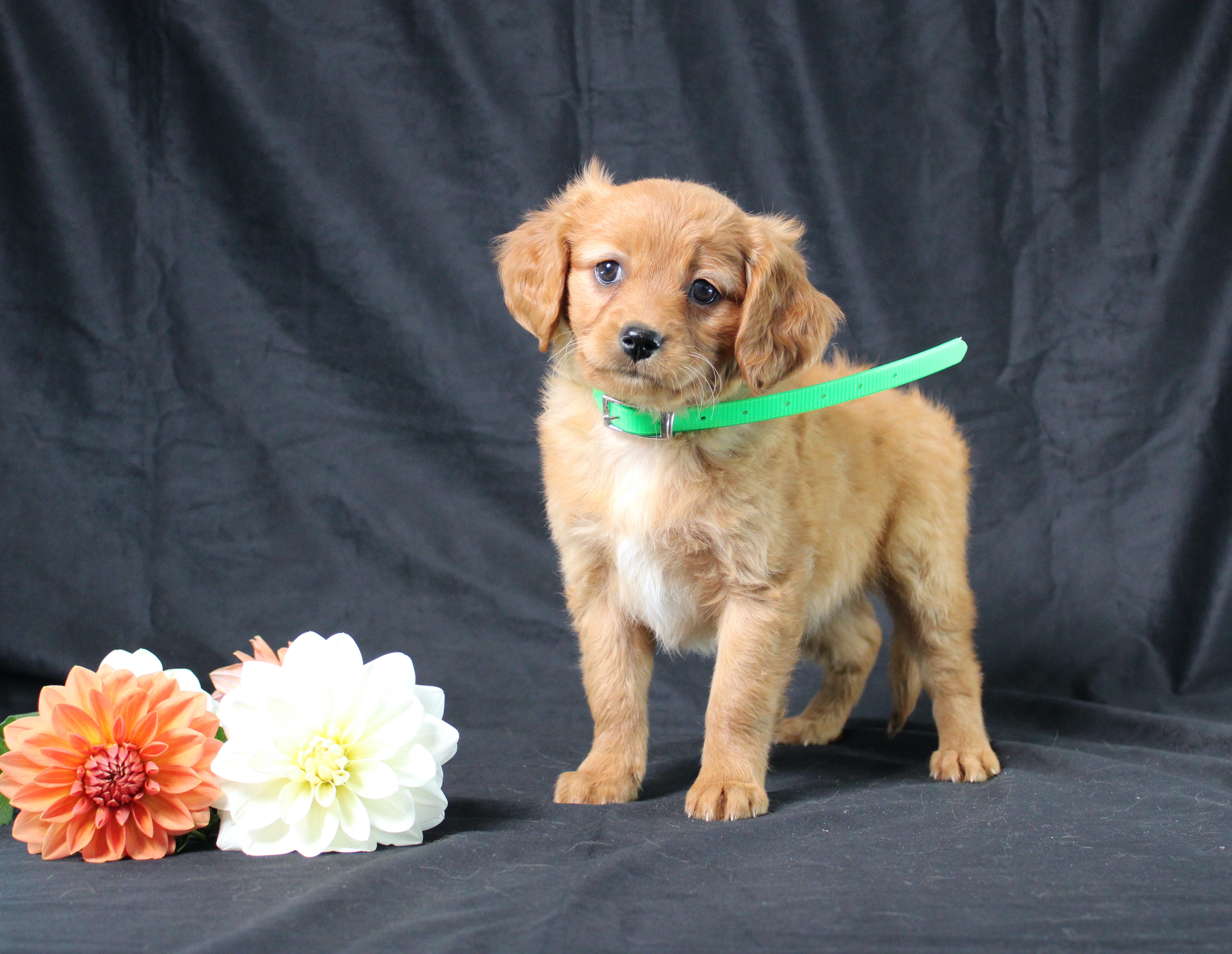 puppy, for, sale, Miniature Golden Retriever, Ivan J. Stoltzfus, dog, breeder, Dornsife, PA, dog-breeder, puppy-for-sale, forsale, nearby, find, puppyfind, locator, puppylocator, aca