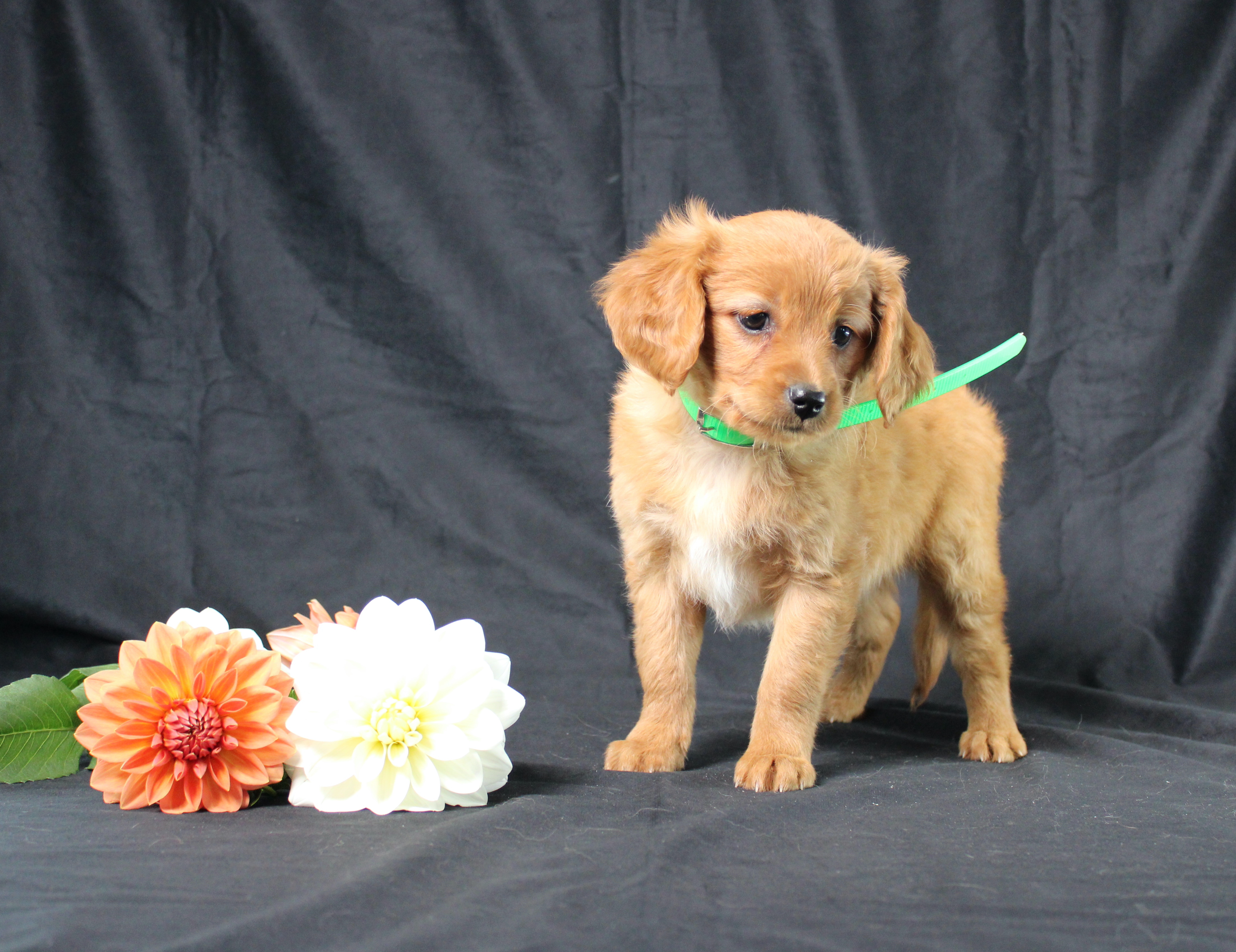 puppy, for, sale, Miniature Golden Retriever, Ivan J. Stoltzfus, dog, breeder, Dornsife, PA, dog-breeder, puppy-for-sale, forsale, nearby, find, puppyfind, locator, puppylocator, aca