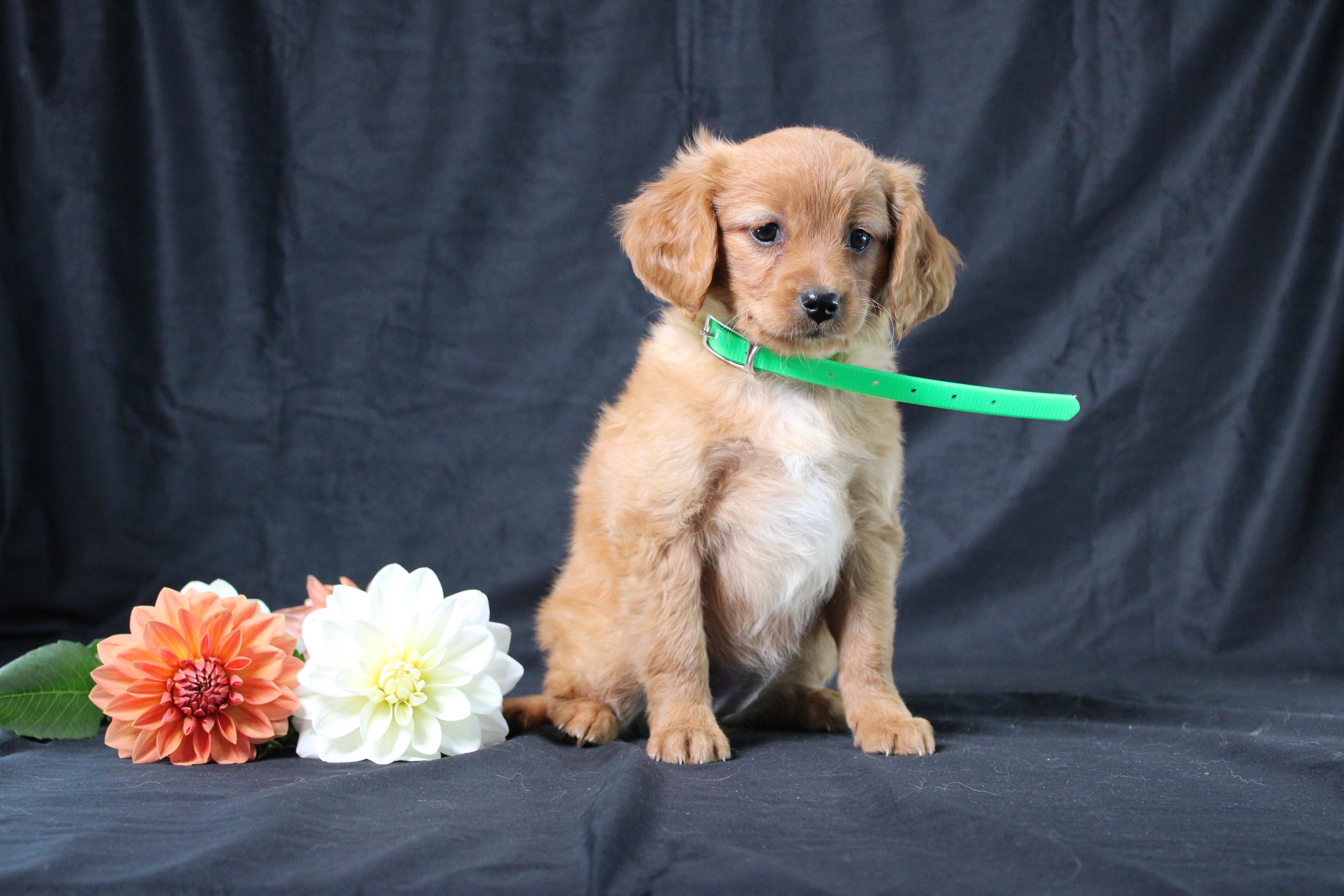 puppy, for, sale, Miniature Golden Retriever, Ivan J. Stoltzfus, dog, breeder, Dornsife, PA, dog-breeder, puppy-for-sale, forsale, nearby, find, puppyfind, locator, puppylocator, aca