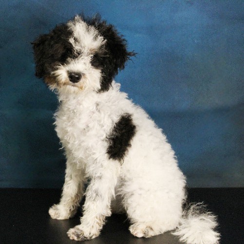 puppy, for, sale, Miniature Bernedoodle, Melvin  Fisher, dog, breeder, Coatesville, PA, dog-breeder, puppy-for-sale, forsale, nearby, find, puppyfind, locator, puppylocator, aca