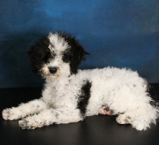 puppy, for, sale, Miniature Bernedoodle, Melvin  Fisher, dog, breeder, Coatesville, PA, dog-breeder, puppy-for-sale, forsale, nearby, find, puppyfind, locator, puppylocator, aca