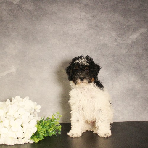 puppy, for, sale, Miniature Bernedoodle, Melvin  Fisher, dog, breeder, Coatesville, PA, dog-breeder, puppy-for-sale, forsale, nearby, find, puppyfind, locator, puppylocator, aca